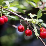 Kolczyki bryłki koral czerwony